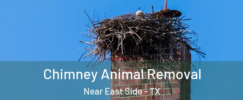 Chimney Animal Removal Near East Side - TX