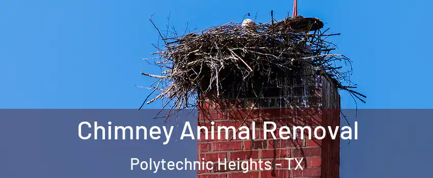 Chimney Animal Removal Polytechnic Heights - TX