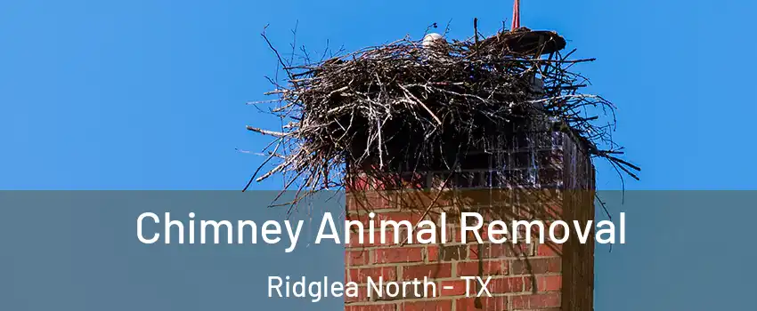 Chimney Animal Removal Ridglea North - TX