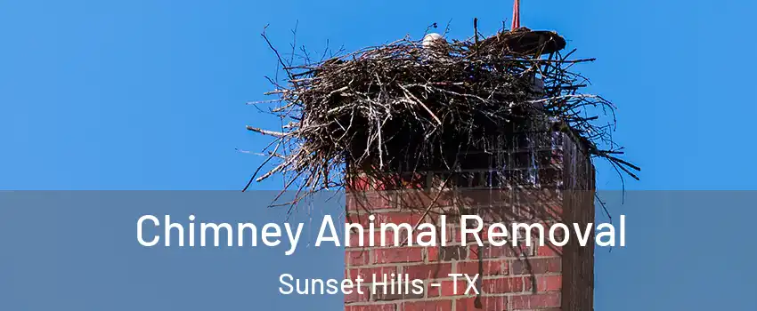 Chimney Animal Removal Sunset Hills - TX