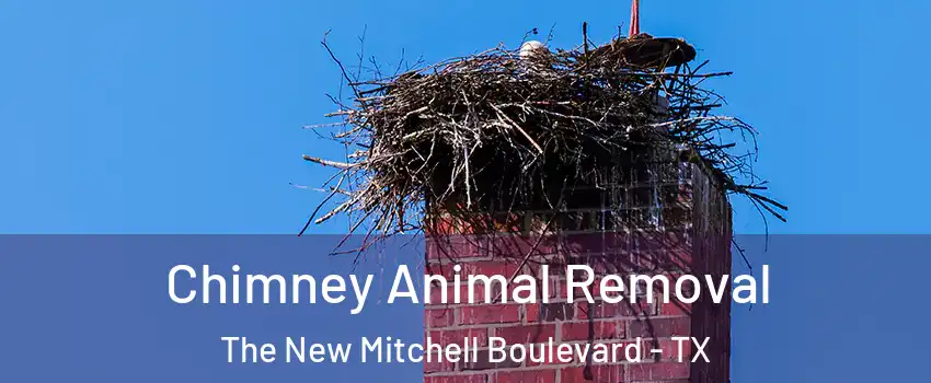 Chimney Animal Removal The New Mitchell Boulevard - TX