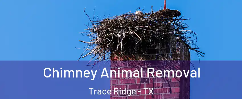 Chimney Animal Removal Trace Ridge - TX