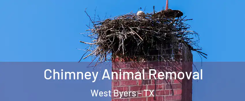 Chimney Animal Removal West Byers - TX