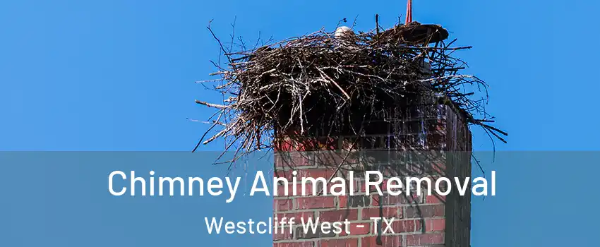 Chimney Animal Removal Westcliff West - TX